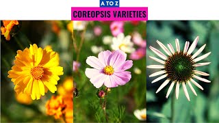 Coreopsis Varieties A to Z [upl. by Rosati371]