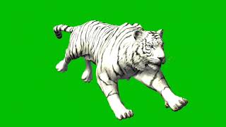 How to download african white lion green screen 3d video  Africi white lion green screen [upl. by Timothy619]