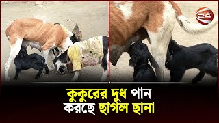 কুকুরের দুধ পান করছে ছাগল ছানা  Lalmonirhat News  Channel 24 [upl. by Kreda31]