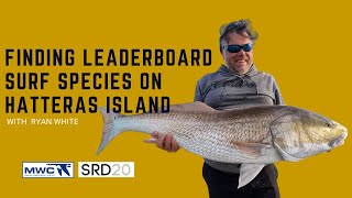 Finding Leaderboard Surf Species on Hatteras Island w Ryan White [upl. by Gresham]