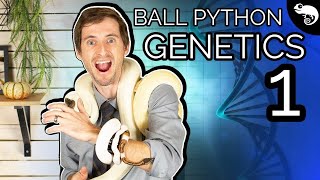 Ball Python Genetics 1 Diploid Haploid Homozygous and Heterozygous [upl. by Najib]