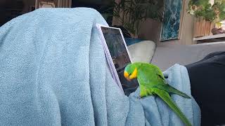 Barraband parakeet sounds Stuntel watching movies [upl. by Imij]