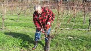 Grape pruning with Jaison Kerr of Kerr Farm Wine at Kumeu New Zealand [upl. by Trager]