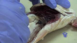 Dissection of a bony fish showing the digestive system [upl. by Lyj]