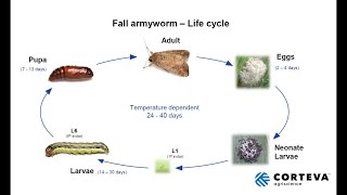 Fall Armyworm Update  Australia [upl. by Ailicec]