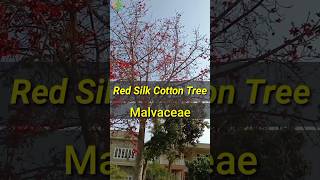 Cotton tree  Semal Tree [upl. by Trovillion687]