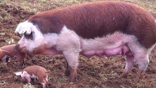 Hereford Pigs  Uniquely Coloured Hardy Hogs [upl. by Johppah670]