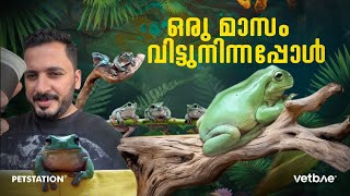 ഒരു മാസത്തിന്‌ ശേഷം പെറ്റ്സ്റ്റേഷനിൽ വന്നപ്പോൾ Green tree frogs 🐸 [upl. by Brianna]