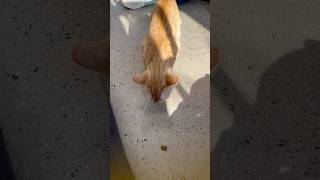 PLEASE COME ADOPT THESE PETS AT ST HUBERTS pet rescue dog cat guinea bunny viral fyp [upl. by Theall]