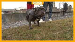 Benauwde hond van Sky 14 moest geopereerd worden [upl. by Nelaf113]