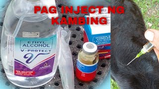 PAANO Mag inject ng Belamyl sa ating alagang kambingVlog184 pag inject belamylpongsetras [upl. by Eceinal]