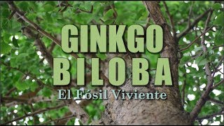 Ginkgo biloba  Un Fósil Viviente [upl. by Dnaltiak]