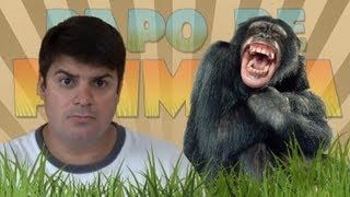 Afinal o homem descende do macaco [upl. by Cresa]