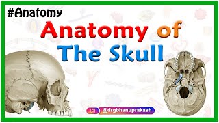 Anatomy of the Skull Norma basalis  Anterior part  Middle part and Posterior part [upl. by Dugaid]