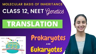 Translation  Class 12  Molecular Basis of Inheritance [upl. by Marella514]