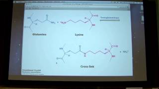 Transglutaminase main reaction crosslinking or transamidation by Kevin Ahern [upl. by Percy457]