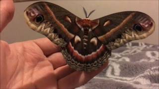 Cecropia Moth Handling [upl. by Nason]