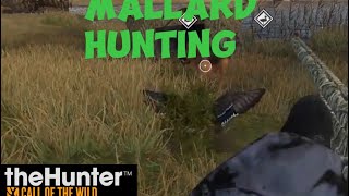 Mallard Hunting in theHunter COTW [upl. by Alard]