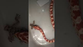 Albino corn Snake gecko feedingsubscribe india video shorts viralvideo shortvideo viralshorts [upl. by Cann]