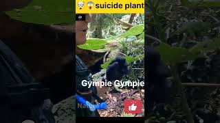 Gympie Gympie sucide plant shorts viral nature facts animals youtubeshorts youtube ytshorts [upl. by Kappenne]