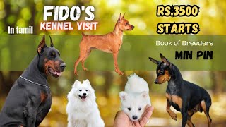 Miniature pinscher puppies for sale  European doberman pinscher Dogs pets sales tirupur coimbatore [upl. by Eirahs776]