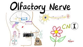 Neuroanatomy  Olfactory Nerve Olfaction amp Anosmia  Cranial Nerve I  Lecture 1 [upl. by Aiden]