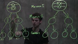 Genetics Nondisjunction amp Meiosis [upl. by Lleihsad570]