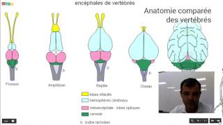 Anatomie comparée des vertébrés [upl. by Earezed15]