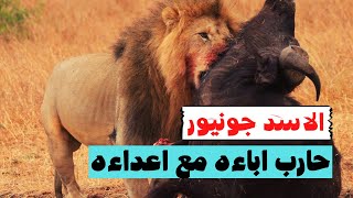 اسرار الاسد جونيور  الاسد اللي حارب اباءه مع اعداءه [upl. by Romelle]