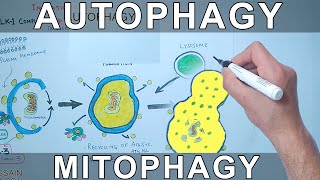 Autophagy Mechanism  Mitophagy [upl. by Mona]