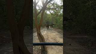 Jim Corbett National Park Jungle Safari [upl. by Nisbet]