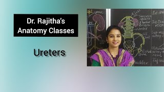 Excretory system part III anatomy of ureter by DrRajitha Vanga [upl. by Hofmann]