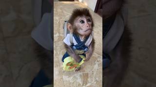 Why Do MONKEYS Like BANANAS 🙉🍌 monkey banana shorts [upl. by Jacoby]