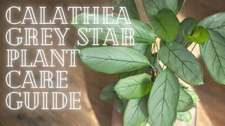 Calathea Grey Star Ctenanthe Plant Care Guide For Beginners [upl. by Cerelia]