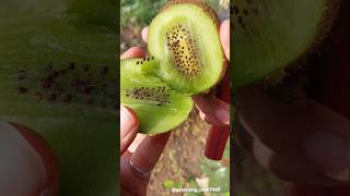 Fruit farming 🥝🥝 seasonal fruit farming rurallife satisfying gardeninglover7469 [upl. by Eberly]