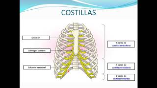 ESTERNON Y COSTILLAS [upl. by Ocirnor649]