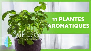 11 PLANTES AROMATIQUES DINTÉRIEUR 🌿 Usages et soins [upl. by Ahaelam]