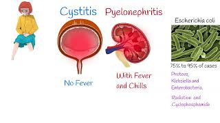 Cystitis Symptoms and treatment Painful urination Frequent urination [upl. by Ahsiemaj]