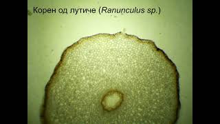 Корен од лутиче Ranunculus sp [upl. by Harry]