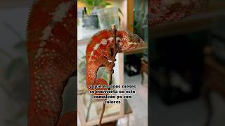 La EVOLUCIÓN de un CAMALEÓN es fascinante 😮 camaleón camaleones chameleon reptiles pets [upl. by Tiff]