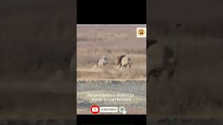 Lion Attack Warthog The Ultimate Predators Chase LionAttackWarthog Short [upl. by Knick116]