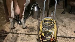 Milking Ayrshire cows with a Delaval milker and mobile vacuum pump [upl. by Attolrac]