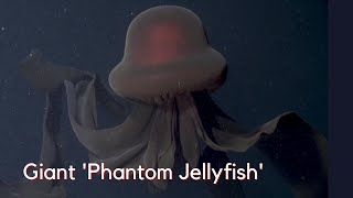 Giant Phantom Jellyfish Spotted [upl. by Gussman488]