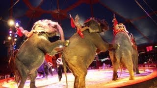 Tiere im Circus Krone  Krone gastiert in Schweinfurt  SWNTV Schweinfurter Nachrichten [upl. by Elvera547]