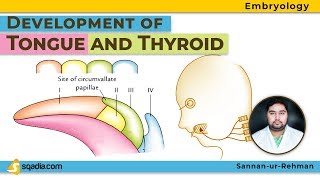 Development of Tongue and Thyroid  Embryology Video Lectures  Medical  VLearning  sqadiacom [upl. by Burnett634]