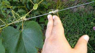 How to Train Grape Vines [upl. by Uv91]