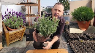 French Lavender Spanish Lavender Stoechas  How to grow and care [upl. by Ahsela]