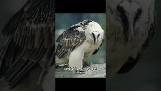 Lammergeier Burung Berjenggot lammergeier wildlife djaitwildlife shorts [upl. by Hsan]