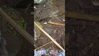 How SNAKEHEAD fish EATING  SNAKEHEAD FISH shorts fish channa viralvideo [upl. by Airdnaid]