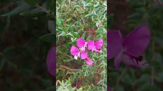 Polygala myrtifolia  Myrtleleaf milkwort  Krzyżownica mirtolistna 🌸 [upl. by Sidnee]